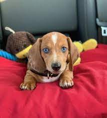 Maybe you would like to learn more about one of these? Miniature Dachshunds