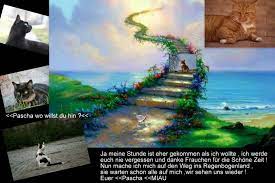 Ich würde auch solch' ein testament machen,. Pascha Hat Die Regenbogenbrucke Erreicht Foto Bild Tiere Haustiere Katzen Bilder Auf Fotocommunity