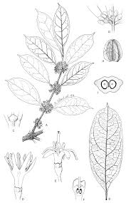 Image result for Colletoecema tortistilum