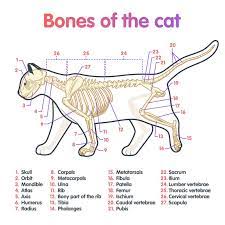 A cat has 13 ribs in its body. Cat Anatomy Or Catnatomy A Look Inside Your Cat