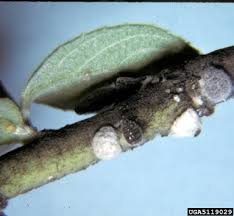 Never attempt this treatment before testing it first on a small section of the plant. Azalea Bark Scale Eriococcus Azaleae Comstock