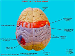 Pixelated Brain Module 1 Section 8 Brain Models In 2020 Brain Models Human Anatomy And Physiology Anatomy And Physiology
