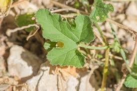 Image result for Erucastrum arabicum