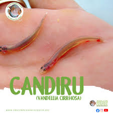 Image result for Vandellia