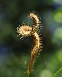 Image result for Ctenium