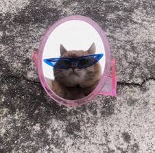 Film Sinemie Adli Kullanicinin Cat Panosundaki Pin Sevimli Kedi Yavrulari Sevimli Kediler Kedi Esprileri
