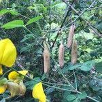 Image result for Crotalaria laburnifolia