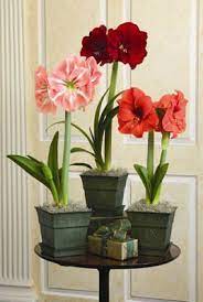 Amaryllis Flowers Brighten Winter Amaryllis Flowers Christmas Flowers Flower Pots