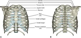 In most tetrapods, ribs surround the chest, enabling the lungs to expand and thus facilitate breathing by expanding the chest cavity. 3 The Thorax Pocket Dentistry