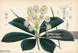 Image result for Alstonia