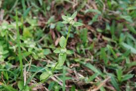 Image result for Spermacoce mauritiana