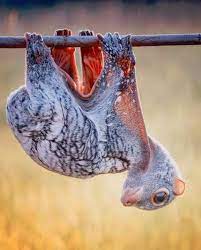 Colugo Are Arboreal Gliding Mammals Found In Southeast Asia Whose Closest Non Colugo Relatives Are Primates In 2020 Unusual Animals Animals Weird Animals