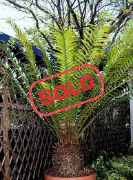 Image result for Encephalartos senticosus