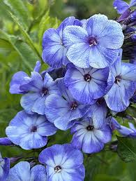 Image result for Phlox paniculata