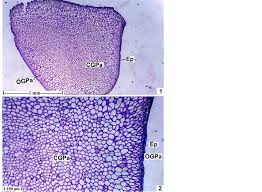 Image result for Bridelia duvigneaudii