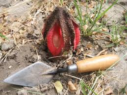 Image result for Hydnora