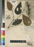 Image result for Phragmanthera capitata