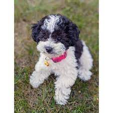 Our breeding dogs are 1st and 2nd generation. Cockapoo Breeder Germany Cockapoo Cokapoo For Adoption Facebook