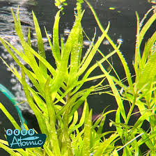 Image result for Heteranthera