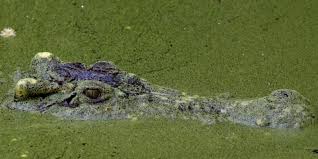 Maybe you would like to learn more about one of these? Ini Hewan Paling Mematikan Di Dunia Star Jogja Fm