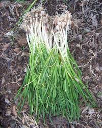 How deep do you plant onion sets? Wild Onion My Cherokee Garden