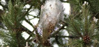 Comment reconnaitre des chenilles processionnaires ? La Chenille Processionnaire Est Entree Dans Paris Sciences Et Avenir