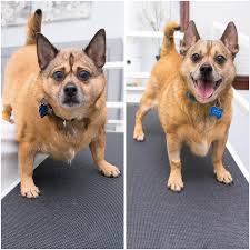 Image result for chihuahua big obesity
