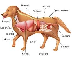 The front part of a bird's body: Do You Know How Many Bones A Dog Has In Their Body Or How Many Pairs Of Chromosomes They Have Dog Anatomy Training Your Dog Dog Training Obedience