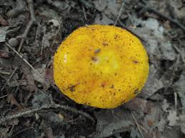 Image result for Russula flavida
