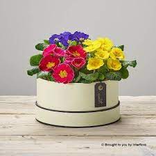 Radiant Primula Hatbox Buy Online Or Call 01522 690105 Primula Spring Flowers Flowers Bouquet