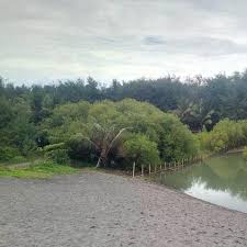 Oh ya, pantai laguna dodo terletak tidak jauh dari teluk kiluan, provinsi lampung. Kisah Tragis Penyu Laut Mati Di Pantai Laguna Tempatnya Bertelur Regional Liputan6 Com