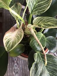 Instead of trying to put an unnatural schedule on a natural plant.pay attention to the philodendron itself! Philodendron Birkin Grow Care Tips Philodendron Plant