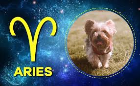 There are 12 signs in the zodiac and each one is linked to a ruling planet. Here Are The 12 Zodiac Signs As Popular Dog Breeds
