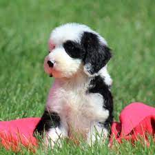 Learn more about each size sheepadoodle below. Sheepadoodle Review