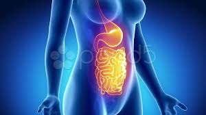 Sciency root words make anatomical parts harder to memorize. Female Guts Stomach Anatomy In Blue X Ra Stock Video Pond5