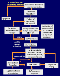 Image result for Stroke Pathophysiology