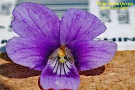 Image result for Viola abyssinica