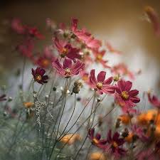 Cosmos Chocolat Photographie De Fleur Fleur Amour Photo Fleurs