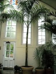 Image result for Gaussia maya