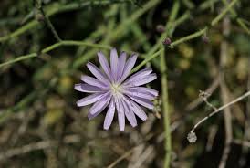 Image result for Lactuca inermis