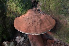 Image result for Ganoderma applanatum