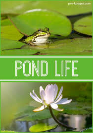 Pond Theme Activities Pre K Pages Pond Life Theme Pond Life Habitat Activities