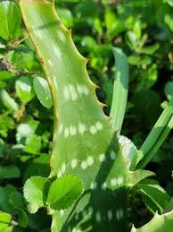 Image result for Aloe wollastonii