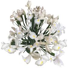 20 fall wedding bouquet ideas for 2020. Bulk White Iris Flowers For Wedding Arrangements Globalrose
