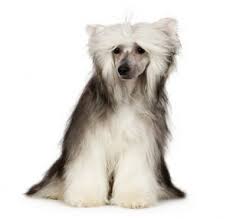 The powderpuff and the hairless. Breed Info Animal Health Center