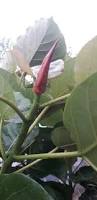 Image result for Ficus abutilifolia
