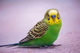 Maybe you would like to learn more about one of these? 8 Top Green Parrots To Keep As Pets