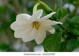Image result for Gardenia cornuta