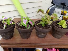 Guide to coleus plant care indoors. 4 Coleus Wilting To Much Water Not Enough Sun New To Plants Please Help Plantclinic