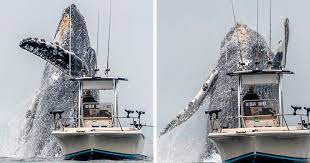 Viral Video Shows A Giant Whale Jumping Next To A Fisherman Taking His Breath Away | Bored Panda